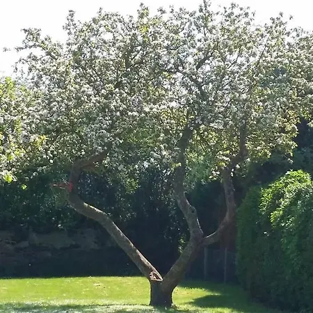 Ferienbungalow Mit Terrasse Vorteilspreis Waehrend Neubau Casa vacanze *